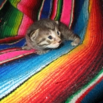 Egyptian Mau silver/bronze female DOB 3-11-17