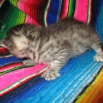 Egyptian Mau silver/bronze female DOB 3-11-17