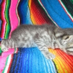 Egyptian Mau silver/bronze female DOB 3-11-17