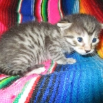 Egyptian Mau silver/bronze female DOB 3-11-17