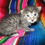Egyptian Mau silver/bronze female DOB 3-11-17