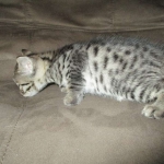Egyptian Mau silver/bronze female DOB 3-11-17
