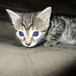 Egyptian Mau silver/bronze female DOB 3-11-17