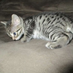Egyptian Mau silver/bronze female DOB 3-11-17