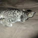 Egyptian Mau silver/bronze female DOB 3-11-17