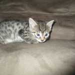 Egyptian Mau silver/bronze female DOB 3-11-17