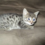 Egyptian Mau silver/bronze female DOB 3-11-17