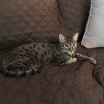 Sisi ,Egyptian Mau silver/bronze female DOB 3-11-17