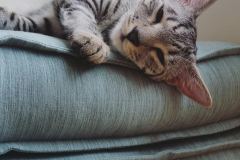 Pharah, Egyptian Mau, Silver/Bronze female DOB 9-4-16