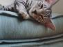 Pharah, Egyptian Mau, Silver/Bronze female DOB 9-4-16
