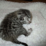 Egyptian Mau, female , DOB 9-4-16