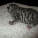 Egyptian Mau, female , DOB 9-4-16