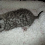 Egyptian Mau, female , DOB 9-4-16