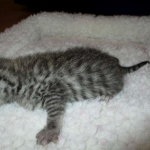 Egyptian Mau, female , DOB 9-4-16