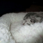 Egyptian Mau, female , DOB 9-4-16