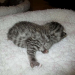 Egyptian Mau, female , DOB 9-4-16