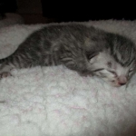 Egyptian Mau, female , DOB 9-4-16