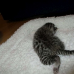 Egyptian Mau, female , DOB 9-4-16