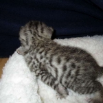 Egyptian Mau, female , DOB 9-4-16