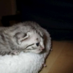 Egyptian Mau, female , DOB 9-4-16