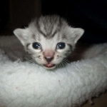 Egyptian Mau, female , DOB 9-4-16