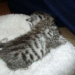 Egyptian Mau, female , DOB 9-4-16