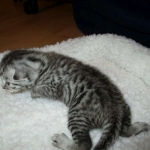 Egyptian Mau, female , DOB 9-4-16