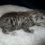 Egyptian Mau, female , DOB 9-4-16