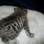 Egyptian Mau, female , DOB 9-4-16