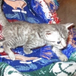 Egyptian Mau, female , DOB 9-4-16