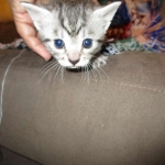 Egyptian Mau, female , DOB 9-4-16