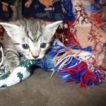 Egyptian Mau, female , DOB 9-4-16