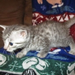 Egyptian Mau, female , DOB 9-4-16