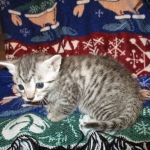Egyptian Mau, female , DOB 9-4-16