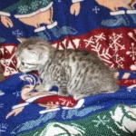 Egyptian Mau, female , DOB 9-4-16