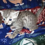 Egyptian Mau, female , DOB 9-4-16