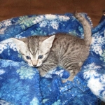 Pharah, Egyptian Mau, female , DOB 9-4-16