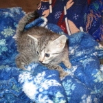 Pharah, Egyptian Mau, female , DOB 9-4-16