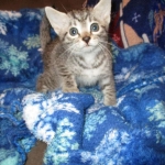Pharah, Egyptian Mau, female , DOB 9-4-16