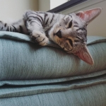 Pharah, Egyptian Mau, female , DOB 9-4-16