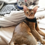 Pharah, Egyptian Mau, female , DOB 9-4-16