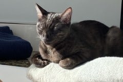 Onyx Egyptian Mau, smoke female #1  DOB 6-25-21