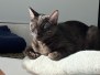 Onyx Egyptian Mau, smoke female #1  DOB 6-25-21