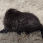 Mau smoke female DOB 6-25-21