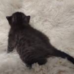 Mau smoke female DOB 6-25-21