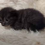 Mau smoke female DOB 6-25-21