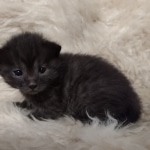 Mau smoke female DOB 6-25-21