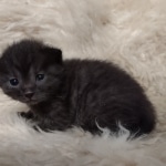 Mau smoke female DOB 6-25-21