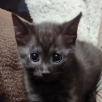 Mau smoke female DOB 6-25-21