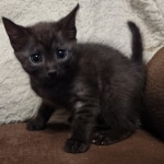 Mau smoke female DOB 6-25-21